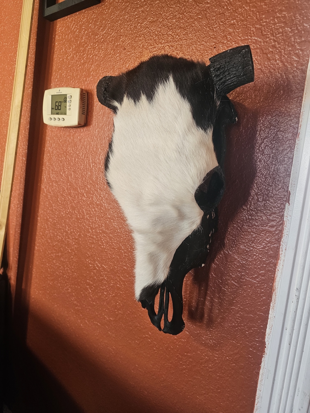 Black & White Cow Skull Wall Accent - Rustic Hair-on-Hide Décor
